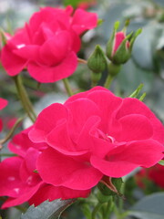 Zbliżenie na kwiat róży © Kumulugma