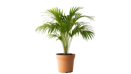 Fototapeta premium A green potted palm plant stands elegantly against a clean white background. its lush fronds. perfect for home decor or interior design inspiration