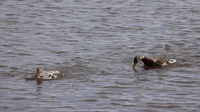 Duo de canards plongeant dans l'&eacute;tang et d&eacute;ployant les ailes