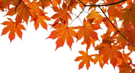 Vibrant orange maple leaves in autumn season close up 8.