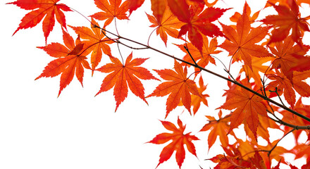 Vibrant orange maple leaves in autumn season close up 9.
