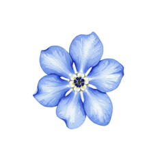 Delicate watercolor forget-me-not in vibrant blue isolated on white background