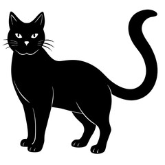 black and white cat