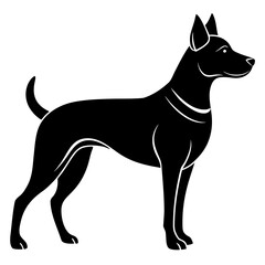 black dog isolated on white
