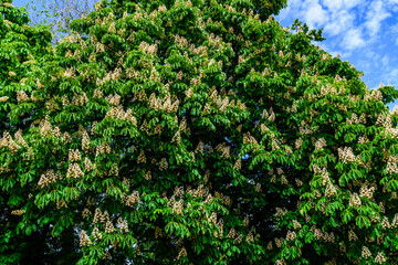 Horse chestnut (Aesculus or Hippocastanum) blossoming at spring