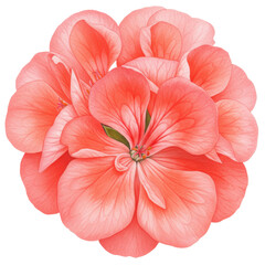 Detailed watercolor depiction of a vibrant coral geranium blossom isolated on white background