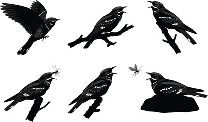 Nightjar bird silhouette vector illustration set showing perched, flying, and insect-catching poses, perfect for wildlife, nature, decorative, and design use.