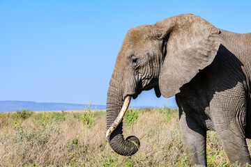 African elephant (Loxodonta) at the Serengeti national park, Tanzania. Wildlife photo
