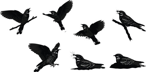 Detailed nightjar bird silhouette illustration set with flying, sitting, and feeding poses, perfect for wildlife design, nature art, and decoration.