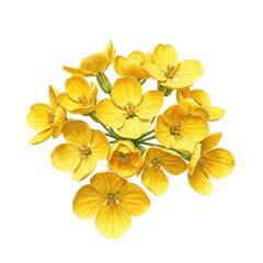 Obraz premium Detailed watercolor illustration of a cluster of bright yellow flowers isolated on white background