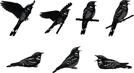 Nightjar bird silhouette vector illustration set with perched, singing, and flying poses, perfect for wildlife, nature, decorative, artistic, and design projects.
