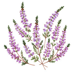 Naklejka premium Watercolor illustration of delicate heather blossoms isolated on white background