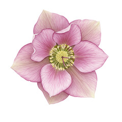 Naklejka premium Delicate pink hellebore flower with yellow stamens, watercolor botanical illustration isolated on white background