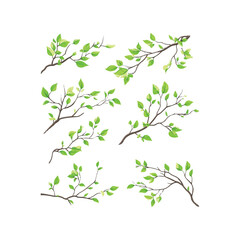 Delicate Green Leaves Sprouting on Tender Branches A Captivating Collection of Six Springtime Twigs Showcasing Nature's Awakening with Vibrant Foliage and Graceful Branching Patterns Against a Pristin