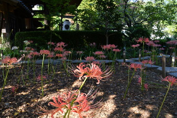 彼岸花 曼殊沙華  ピンク 西方寺 横浜