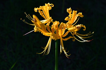 彼岸花 曼殊沙華 黄色 横浜　西方寺