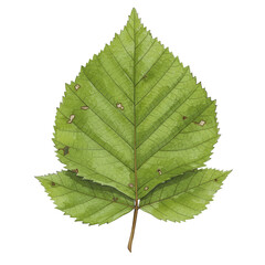 Obraz premium Detailed green leaf with serrated edges and visible veins, showing minor damage isolated on white background