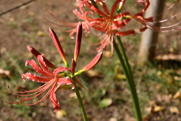 彼岸花 曼殊沙華  ピンク 西方寺 横浜
