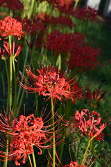 彼岸花 曼殊沙華  赤 西方寺 横浜