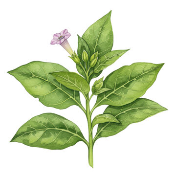 Watercolor tobacco plant with delicate lavender flower and budding green leaves isolated on white background