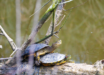 Accouplement de tortues de Floride