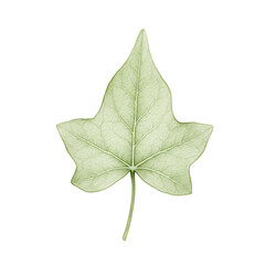 Detailed watercolor illustration of a single pale green ivy leaf isolated on white background