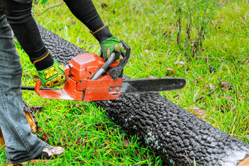 Individual operates chainsaw on burned log in grassy landscape, post fire recovery efforts.