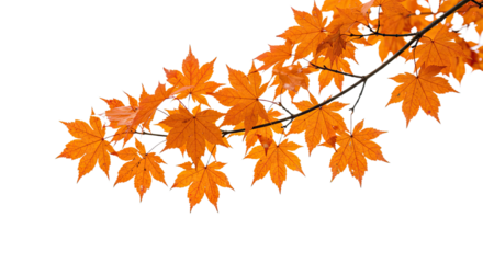 Vibrant orange maple leaves on a branch during autumn season 7.