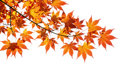 Vibrant orange maple leaves on a branch during autumn season 12.