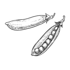 peas vector line art hand drawn illustration