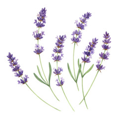 Naklejka premium Watercolor lavender sprigs with delicate purple blooms and green stems isolated on white background