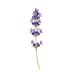 Fototapeta premium Delicate watercolor lavender sprig with purple blossoms and green stem isolated on white background