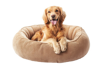 Golden retriever dog resting comfortably in a plush bed isolated on transparent background. Comfortable pet bed isolated on white background.