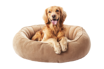 Golden retriever dog resting comfortably in a plush bed isolated on transparent background. Comfortable pet bed isolated on white background.