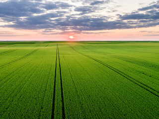 Sunset illuminating vast green farm field with tractor tracks: aerial view of agriculture landscape