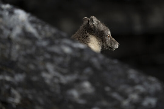 View of an arctic fox, its fur a blend of grey and white, peers out from behind a dark, textured rock in Svalbard, Longyearbyen, Svalbard and Jan Mayen.