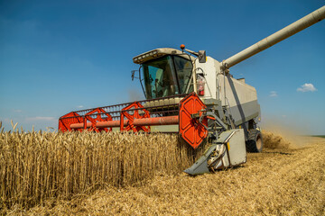Harvesting wheat with modern combine harvester