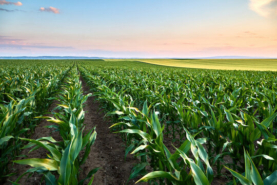 Growing corn field rows on agricultural farm land