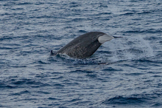 View of a blue whale breaching the surface, its dark body contrasting with the white of its fin and the frothy spray of the Arctic waters, Longyearbyen, Svalbard.