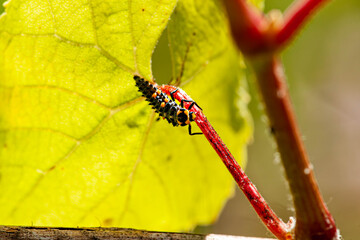 A striking macro photograph reveals a dark-colored larva, possibly an Asian lady beetle or ladybug larva, with distinctive orange markings, clinging to a vibrant green plant stem. 