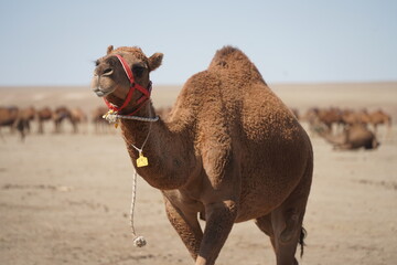 A large caravan of one-humped camels in the steppe.