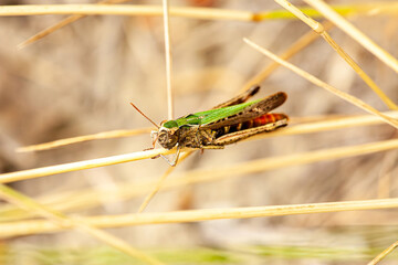 Green Grasshopper Resting on Flower Branch in Nature Close Up of Grasshopper Sitting on Blooming Twig