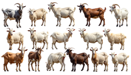 Goat Herd Elements Transparent PNG