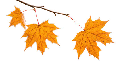 Fototapeta premium Vibrant orange maple leaves on a delicate branch in autumn 1.