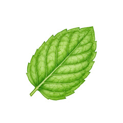 Obraz premium Vivid watercolor illustration of a single mint leaf isolated on white background