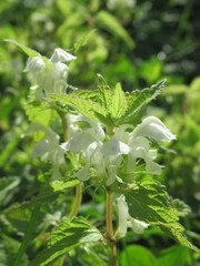 Zbliżenie na białe kwiaty jasnoty © Kumulugma