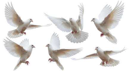 transparent doves with pristine feathers and pinkish-grey beaks in graceful dynamic flight against a transparent void studio background with copy space, symbolizing peace and freedom