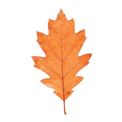 Fototapeta premium Vibrant autumn oak leaf with detailed veins and texture isolated on white background