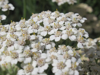 Zbliżenie na kwiat rośliny z gatunku achillea © Kumulugma