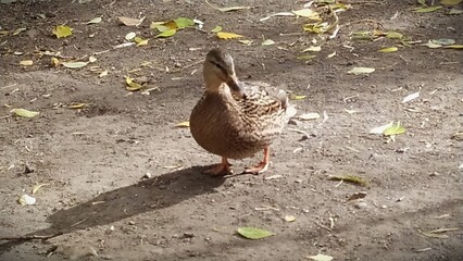 duck on the ground in the autumn park